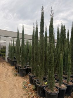 Italian cypress 15 gal 7 feet tall when planted