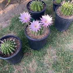 Cacti Plant