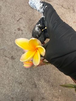 Cutting plumeria