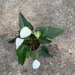 Anthurium Plant White 