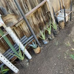 Aloe Vera Plants 