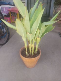 Canna Lily