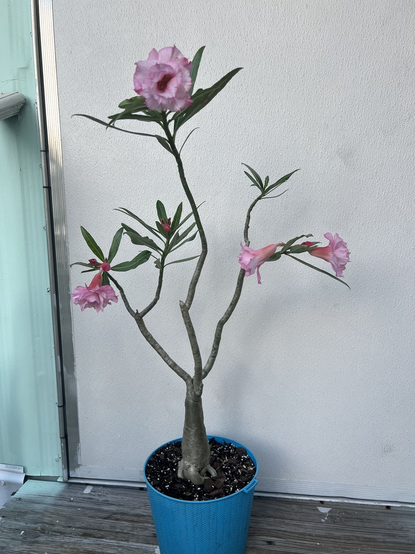 Desert Rose. Rosa Del Desierto