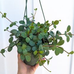 Pepperomia Hope Plant 6" Pot - Indoor House Plants