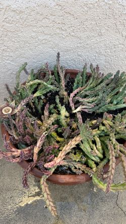 Orbea succulent