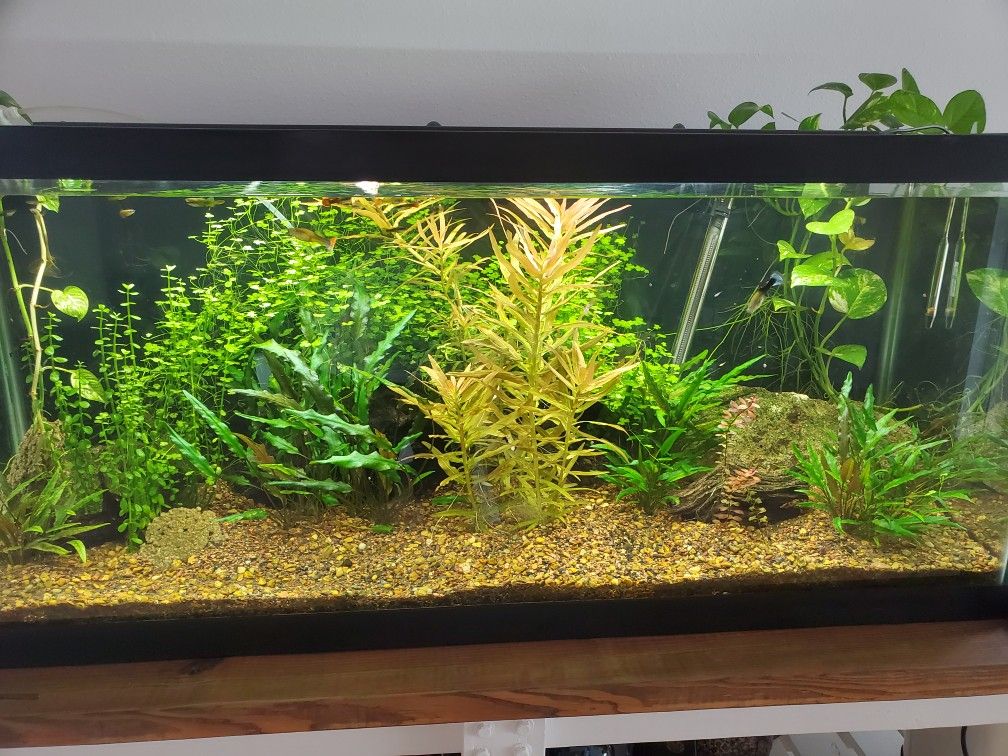 75 gal Fresh water planted aquarium everything included