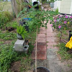 Moringa Plant Healthy