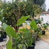 Cee’sPlants 