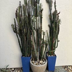 Mature Potted 10’ Cactus Plants 