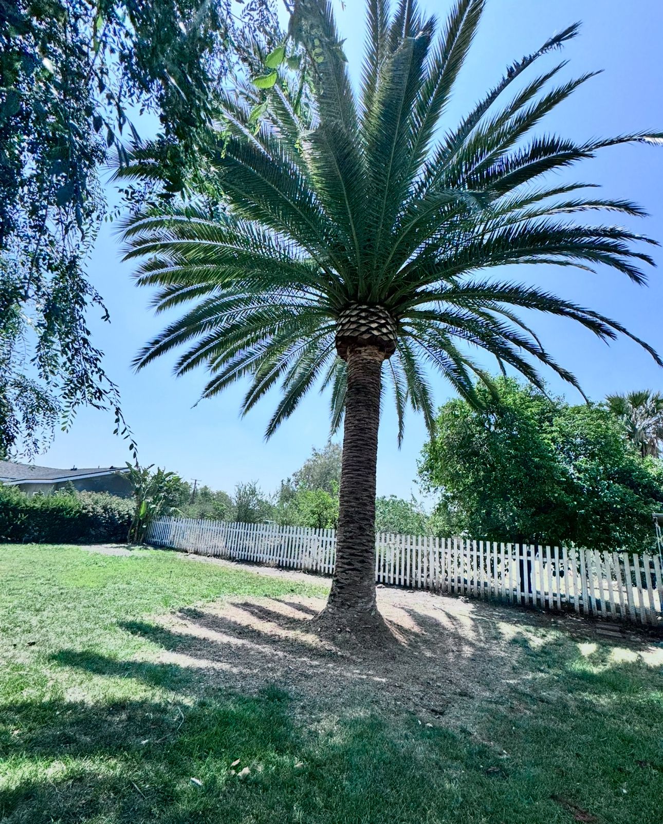 Palms And Trees Trimming