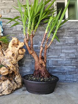 Old Yucca Bonsai Tree  ( OUTDOOR and INDOOR PLANT)