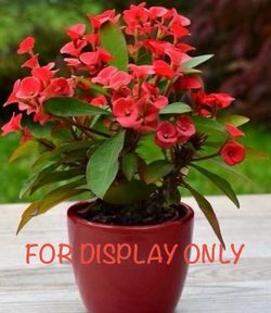 Plant Small Flower Crown of Thorns