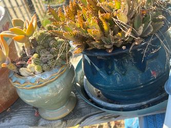 2 plants Glazed Ceramic Planters with Succulents