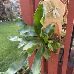 Young Staghorn Fern With Dragonfly