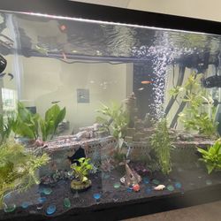 29 Gallon Fish Tank Aquarium