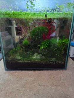 3 gallon aquarium live plants