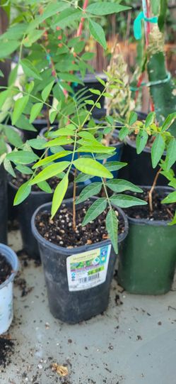 Bonsi Japanese Pistachio