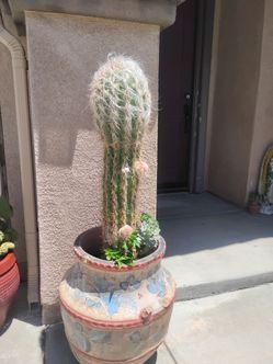 Cactus plant n pot 100