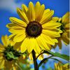 Sunflower 🌻🌻 🌞🌄