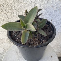 1.5 Gallon Pot Succulent Plant - Rare Tradescantia Pallida - Purple Heart Wandering Dude - Rooted & Established - Drought Resistant 🪴