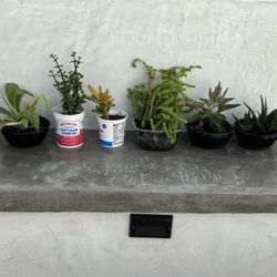 lot of 6 succulent plants - Agave Jade Gollum Crassula Gasteria