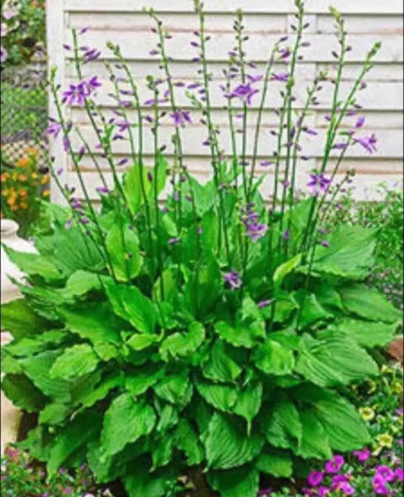 Outdoor Plants - PURPLE DELIGHT HOSTAS