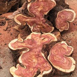 Rough cut wood slabs for woodworking, live edge, tables, coffee tables, etc. - Update 6/20/25