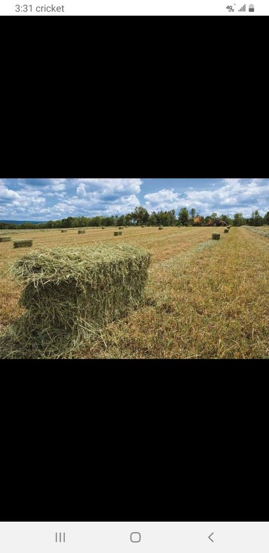 HAY BALES PACAS DE SCATE ZACATE PASTO