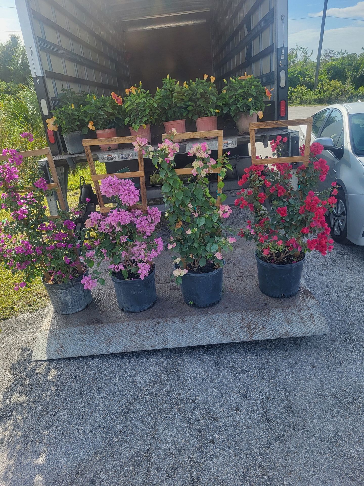 Bougainvillea Trellis Flower 