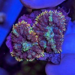 Juggernaut Bounce Mushrooms Coral Fake