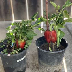 $10 Each Red Sweet Bell Pepper🌶️ Peppers Chili Pepper Veggie Organic Vegetable 1 Gallon Pot  Cash only  Pick up in North San Jose, By appointment onl