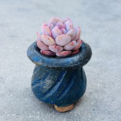 Succulents plants 🪴