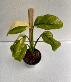 Monstera Lechleriana Albo