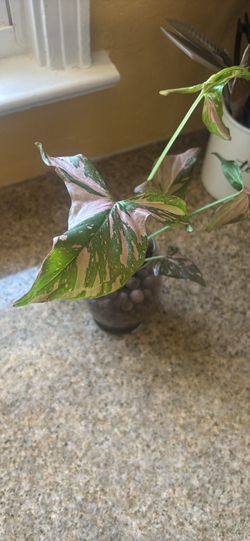 Pink splash syngoniums in leca