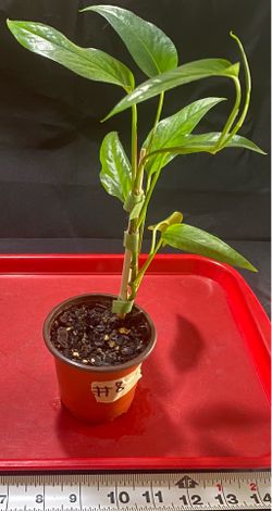 Epipremnum Pinnatum “Skeleton Key” – Rare Aroid