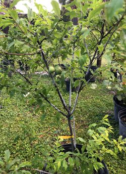 Plum Scarlet Beauty Tree