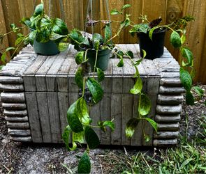 Black pagoda lipstick Plant