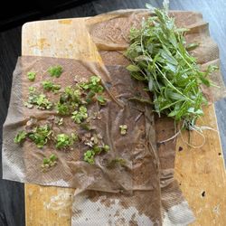 Aquarium plants - Red root floaters & Hygrophila Polysperma