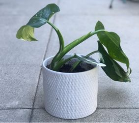 $10 Variegated green and white Monstera plant