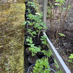 Raspberry Plants - Ever Bearing Raspberries