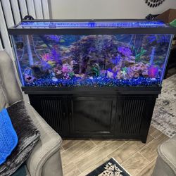 Fish Aquarium