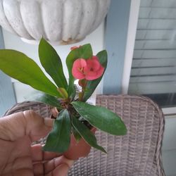 Corona De Espinas Chikita