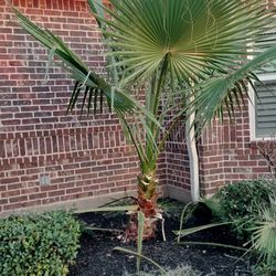 Fan Palm