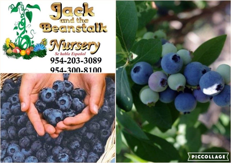 Blueberry Plant 🪴 3gal Plantas de arandano