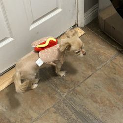 Hotdog Costume For Dogs