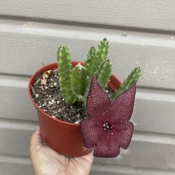 6” Stapelia Grandis