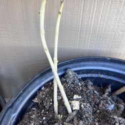 Potato Plant