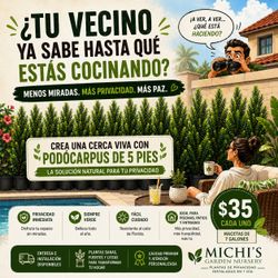 Plantas de Podocarpus para privacidad instantánea! Fertilizadas.