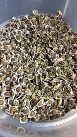 Moringa seeds
