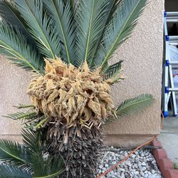 Palm Tree
